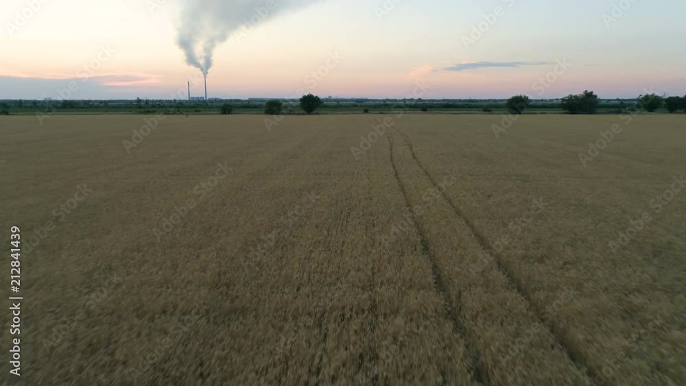 Flight Over A Wheat Field at sunset Flight Over A Wheat Field at sunset