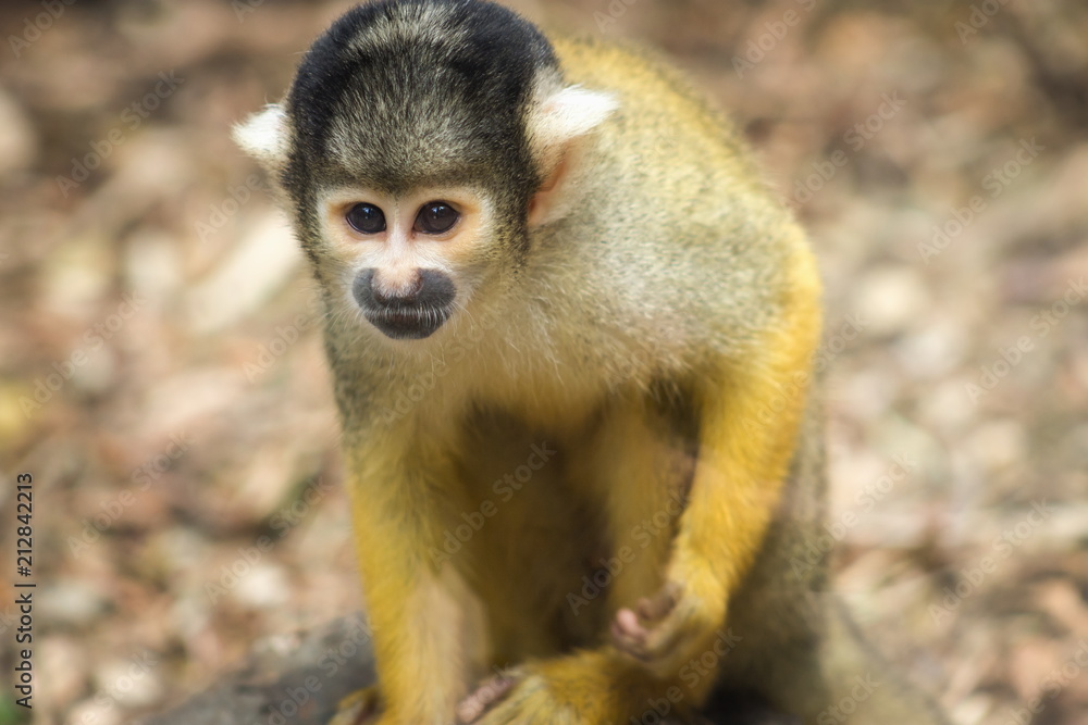 The black-capped squirrel monkey (Saimiri boliviensis) is a South American squirrel monkey, found in Bolivia, Brazil and Peru. The black-capped squirrel monkey (Saimiri boliviensis) is a South American squirrel monkey, found in Bolivia, Brazil and Peru.