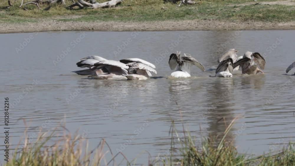 Slow motion capture of a group of Great White Pelicans fishing together in a waterhole in the Okavango Delta of Botswana.