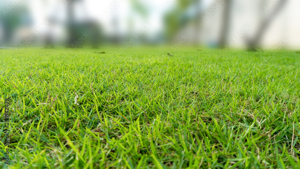 green grass lawn court in the garden view green grass lawn court in the garden view