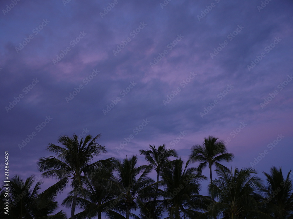palm tree silhouette under purple pink tropical sunset sky 