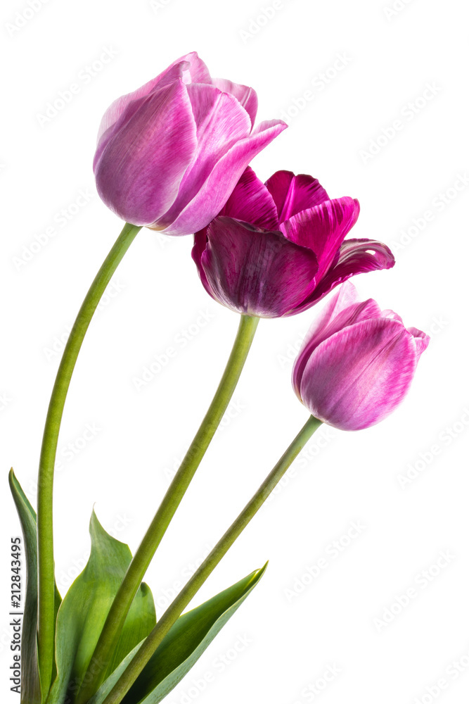 Flowers tulips with lilac-violet hues isolated on white background Flowers tulips with lilac-violet hues isolated on white background
