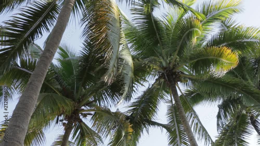 Palm trees with coconuts seen from below in sunny day Palm trees with coconuts seen from below in sunny day