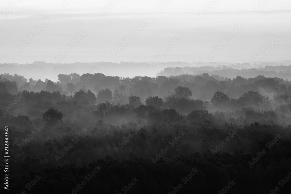 Mystical view on forest under haze at early morning. Eerie mist among layers from trees silhouettes in taiga in monochrome. Calm atmospheric minimalistic monochrome landscape of majestic nature. Mystical view on forest under haze at early morning. Eerie mist among layers from trees silhouettes in taiga in monochrome. Calm atmospheric minimalistic monochrome landscape of majestic nature.