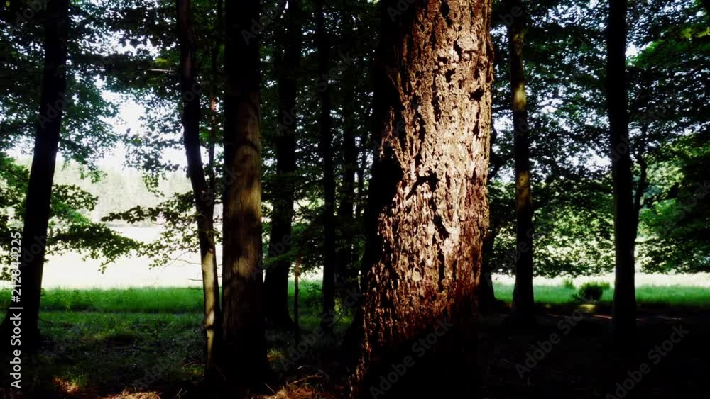 Revealing shot of a dead tree standing between other trees. The sun is casting a golden light onto it. Revealing shot of a dead tree standing between other trees. The sun is casting a golden light onto it.