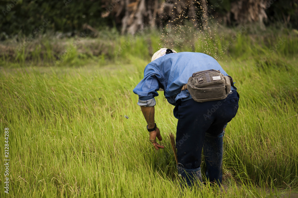 Asian farmers withdraw seedlings for rice planting Asian farmers withdraw seedlings for rice planting