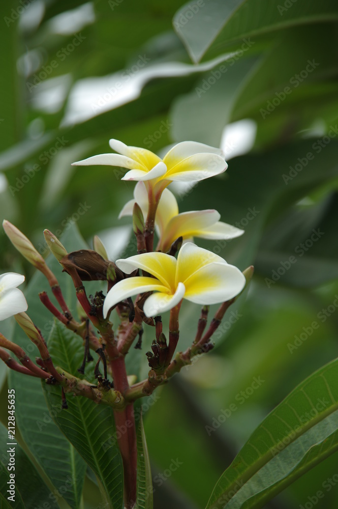 Obraz premium flower