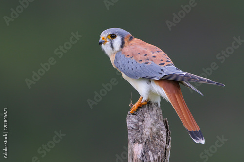 American Kestrel