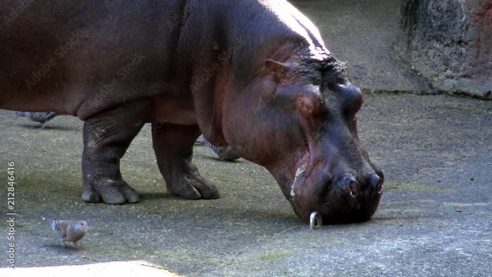 4K, The common hippopotamus is eating in a zoo. Hippo is feeding. Hippopotamus amphibius is a semi-aquatic mammal native to sub-Saharan Africa. Family Hippopotamidae-Dan 4K, The common hippopotamus is eating in a zoo. Hippo is feeding. Hippopotamus amphibius is a semi-aquatic mammal native to sub-Saharan Africa. Family Hippopotamidae-Dan