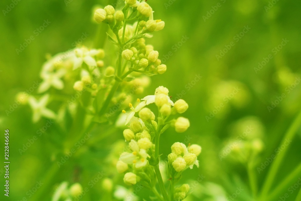 Wildflowers and grass background.bright green field grass in the sun . fresh Wildflowers background .soft focus. Summer herbal background Wildflowers and grass background.bright green field grass in the sun . fresh Wildflowers background .soft focus. Summer herbal background