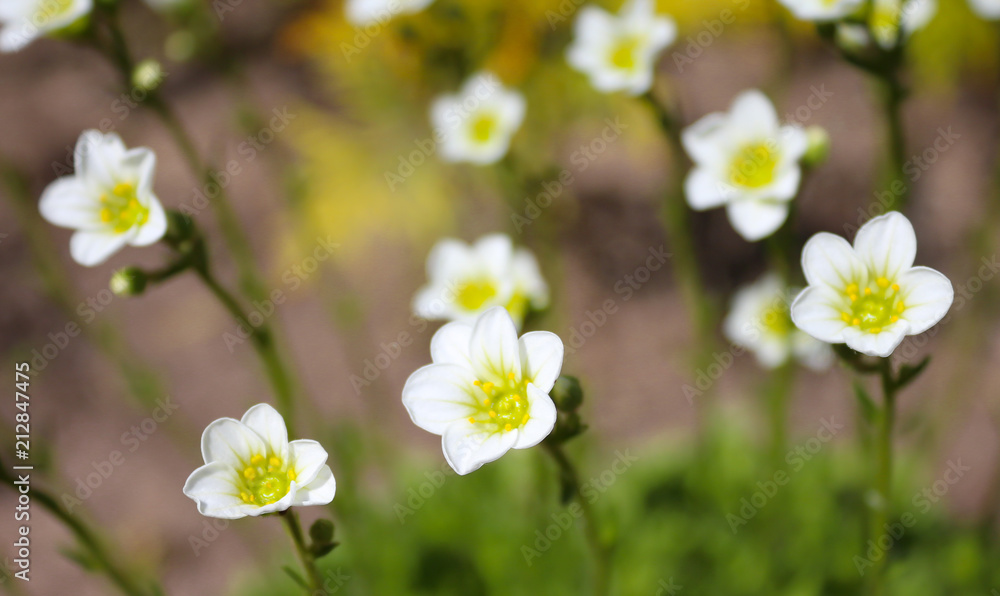 Little white blooming flowers on meadow closeup Little white blooming flowers on meadow closeup