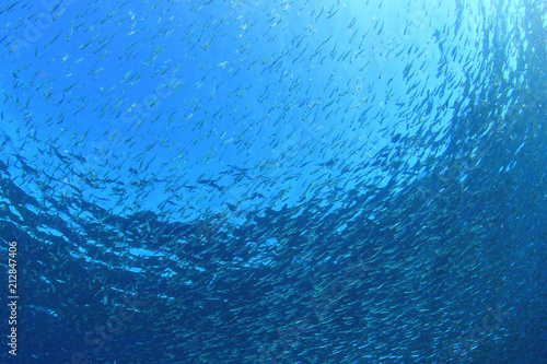 Underwater blue background with sardines fish 