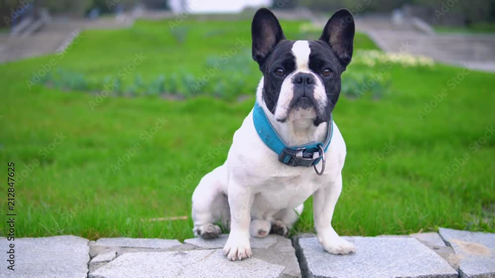pet with blue dog-collar waits for the owner. french bulldog sitting on the green grass in the park pet with blue dog-collar waits for the owner. french bulldog sitting on the green grass in the park