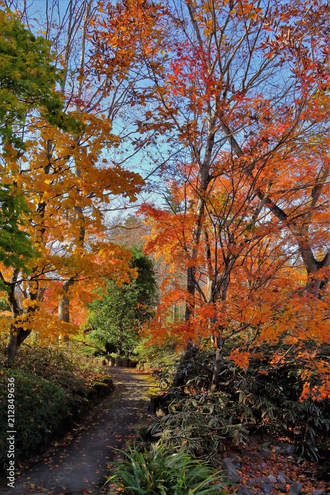 Naklejka premium 紅葉の遊歩道