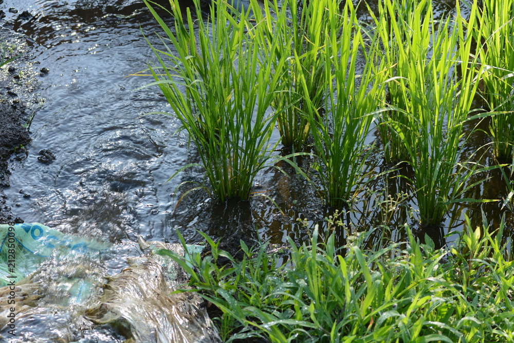 rice cultivation / Scenery of rice field rice cultivation / Scenery of rice field