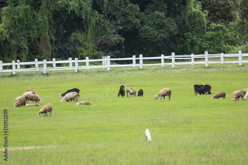 sheep in farm with green field