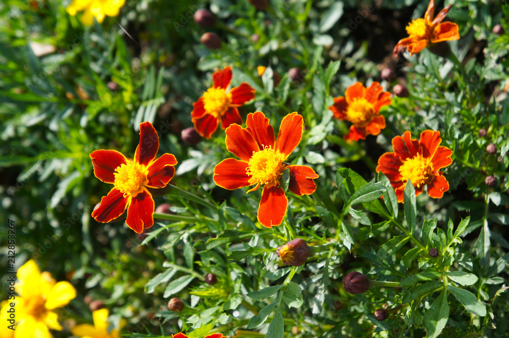 Tagetes patula or french marigold many red and yellow flowers