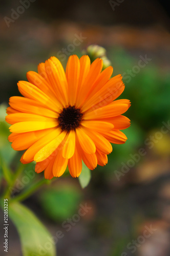 Calendula officinalis or pot marigold or ruddles  orange flower head