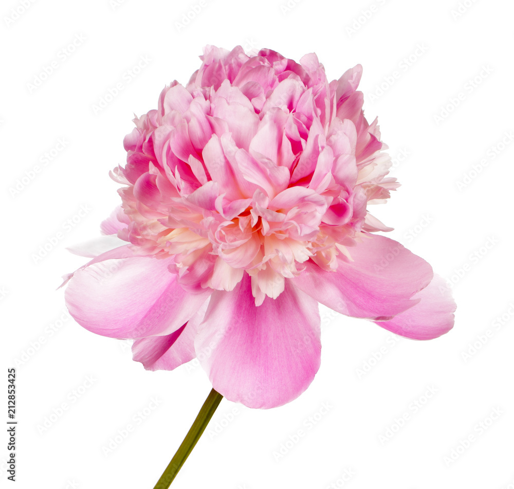 Pink peony flower Pink peony flower
