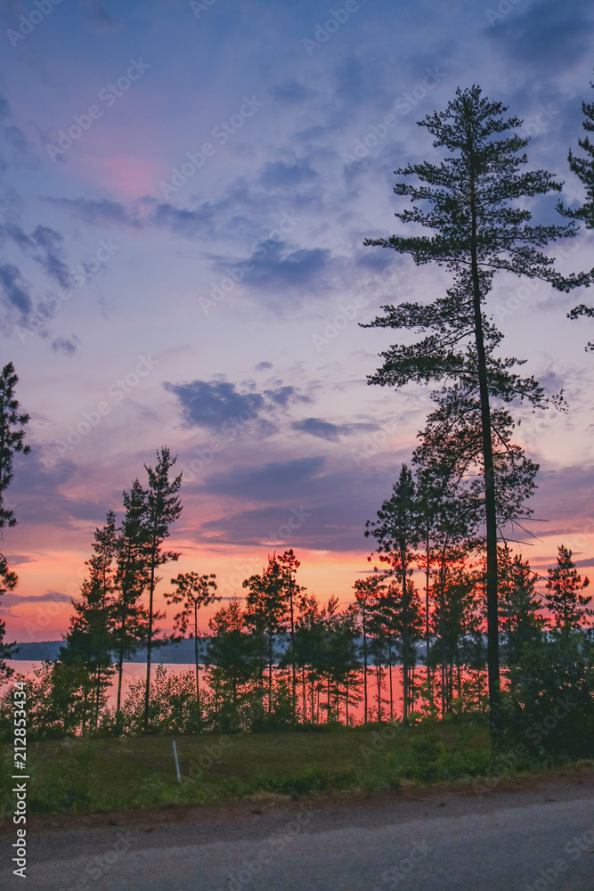 Tall pine and sunset Tall pine and sunset
