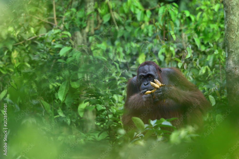 Orangutan (orang-utan) in his natural environment in the rainforest on Borneo (Kalimantan) island with trees and palms behind. Orangutan (orang-utan) in his natural environment in the rainforest on Borneo (Kalimantan) island with trees and palms behind.