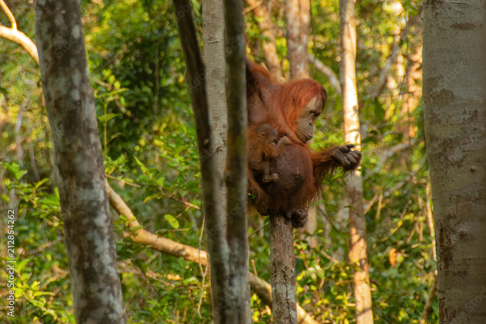 Obraz premium Mother Orangutan (orang-utan) with small baby in his natural environment in the rainforest on Borneo (Kalimantan) island with trees and palms behind.
