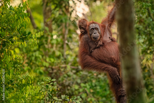 Orangutan (orang-utan) in his natural environment in the rainforest on Borneo (Kalimantan) island with trees and palms behind. photo