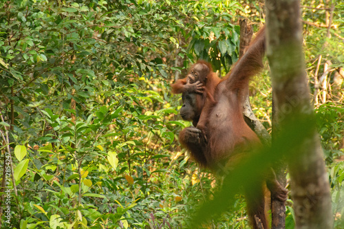 Mother Orangutan (orang-utan) with small baby in his natural environment in the rainforest on Borneo (Kalimantan) island with trees and palms behind.