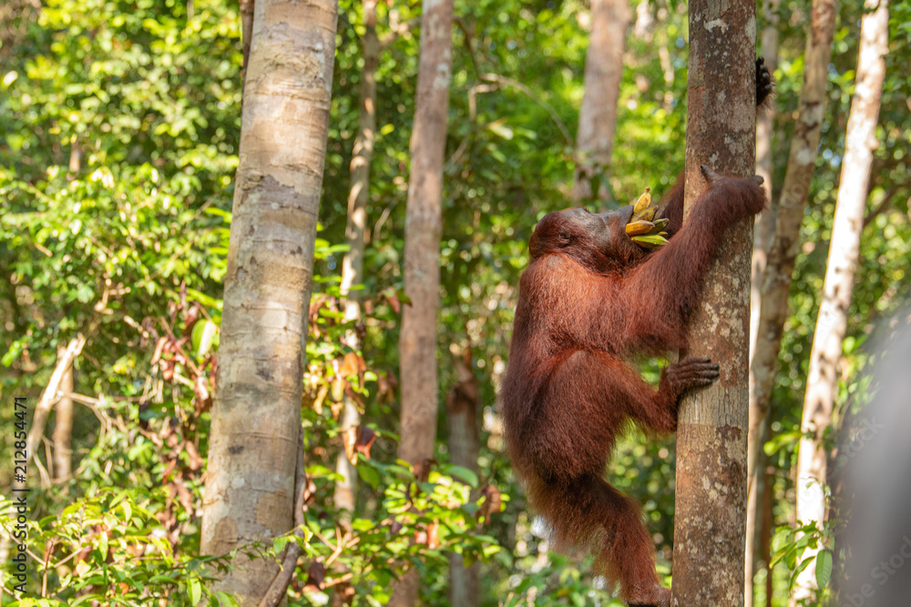Naklejka premium Orangutan (orang-utan) in his natural environment in the rainforest on Borneo (Kalimantan) island with trees and palms behind.