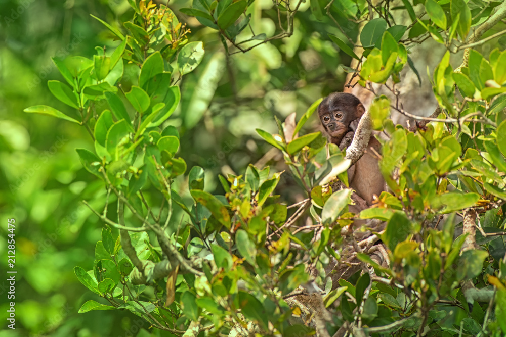 Proboscis monkey (Nasalis larvatus) - long-nosed monkey (dutch monkey) in his natural environment in the rainforest on Borneo (Kalimantan) island with trees and palms behind Proboscis monkey (Nasalis larvatus) - long-nosed monkey (dutch monkey) in his natural environment in the rainforest on Borneo (Kalimantan) island with trees and palms behind