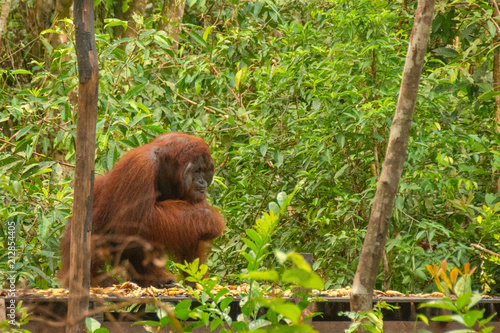 Big male orangutan (orang-utan) in his natural environment in the rainforest on Borneo (Kalimantan) island with trees and palms behind.