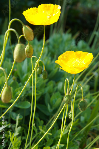 Fototapeta Naklejka Na Ścianę i Meble -  Papaver nudicaule or iceland poppy yellow flowers soft focus