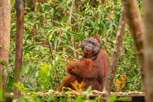 Big male orangutan  orang-utan  in his natural environment in the rainforest on Borneo  Kalimantan  island with trees and palms behind.
