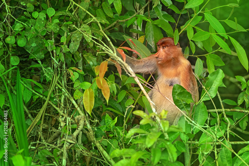  Proboscis monkey (Nasalis larvatus) - long-nosed monkey (dutch monkey) in his natural environment in the rainforest on Borneo (Kalimantan) island with trees and palms behind