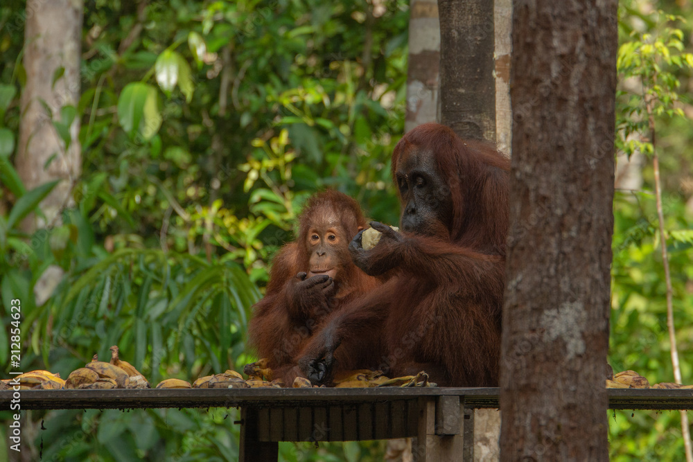 Orangutan (orang-utan) in his natural environment in the rainforest on Borneo (Kalimantan) island with trees and palms behind. Orangutan (orang-utan) in his natural environment in the rainforest on Borneo (Kalimantan) island with trees and palms behind.