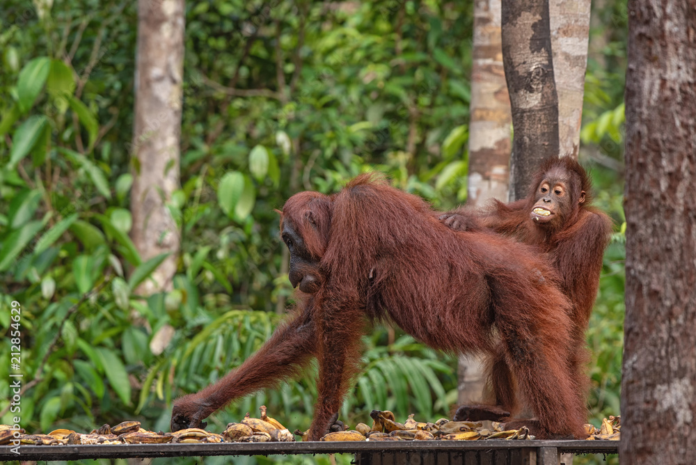 Naklejka premium Orangutan (orang-utan) in his natural environment in the rainforest on Borneo (Kalimantan) island with trees and palms behind.