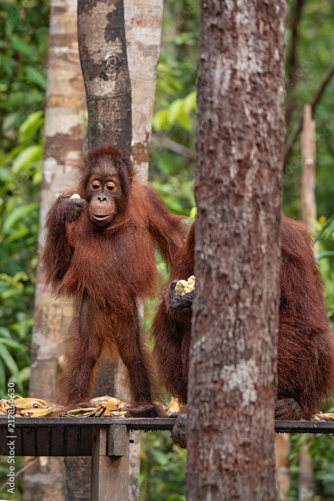 Naklejka premium Orangutan (orang-utan) in his natural environment in the rainforest on Borneo (Kalimantan) island with trees and palms behind.
