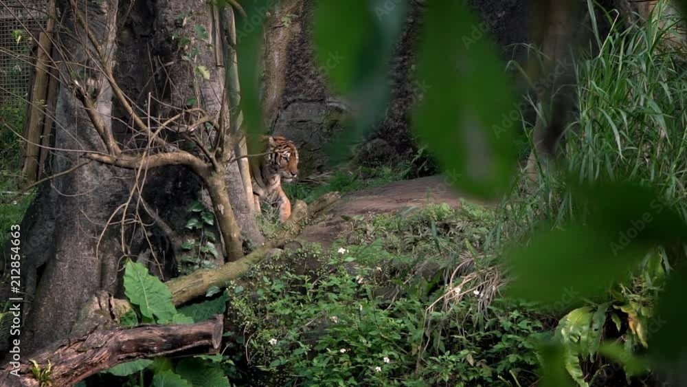 Slow Motion of Bengal tiger walking in forest between trees at zoo. Asiatic Panthera tigris tigris in nature wildlife at a reserve. Tigress is a species living in tropical forest habitats of Asia-Dan Slow Motion of Bengal tiger walking in forest between trees at zoo. Asiatic Panthera tigris tigris in nature wildlife at a reserve. Tigress is a species living in tropical forest habitats of Asia-Dan
