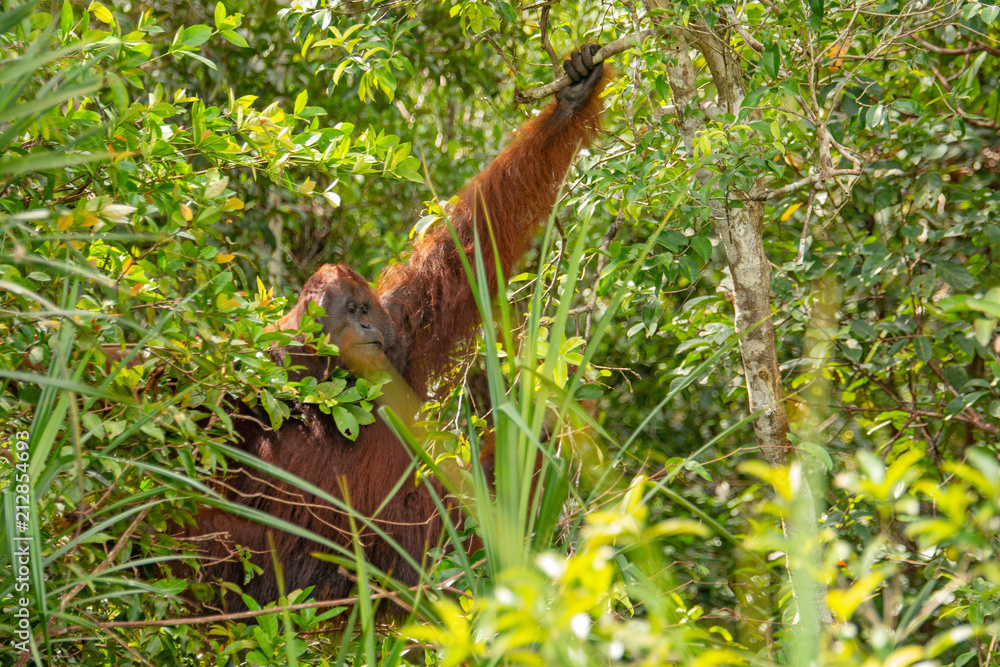 Obraz premium Orangutan (orang-utan) in his natural environment in the rainforest on Borneo (Kalimantan) island with trees and palms behind.