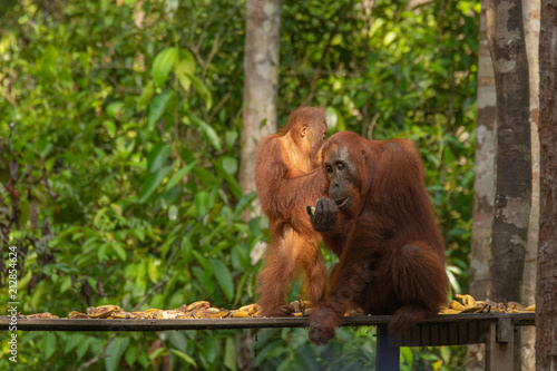 Orangutan (orang-utan) in his natural environment in the rainforest on Borneo (Kalimantan) island with trees and palms behind.