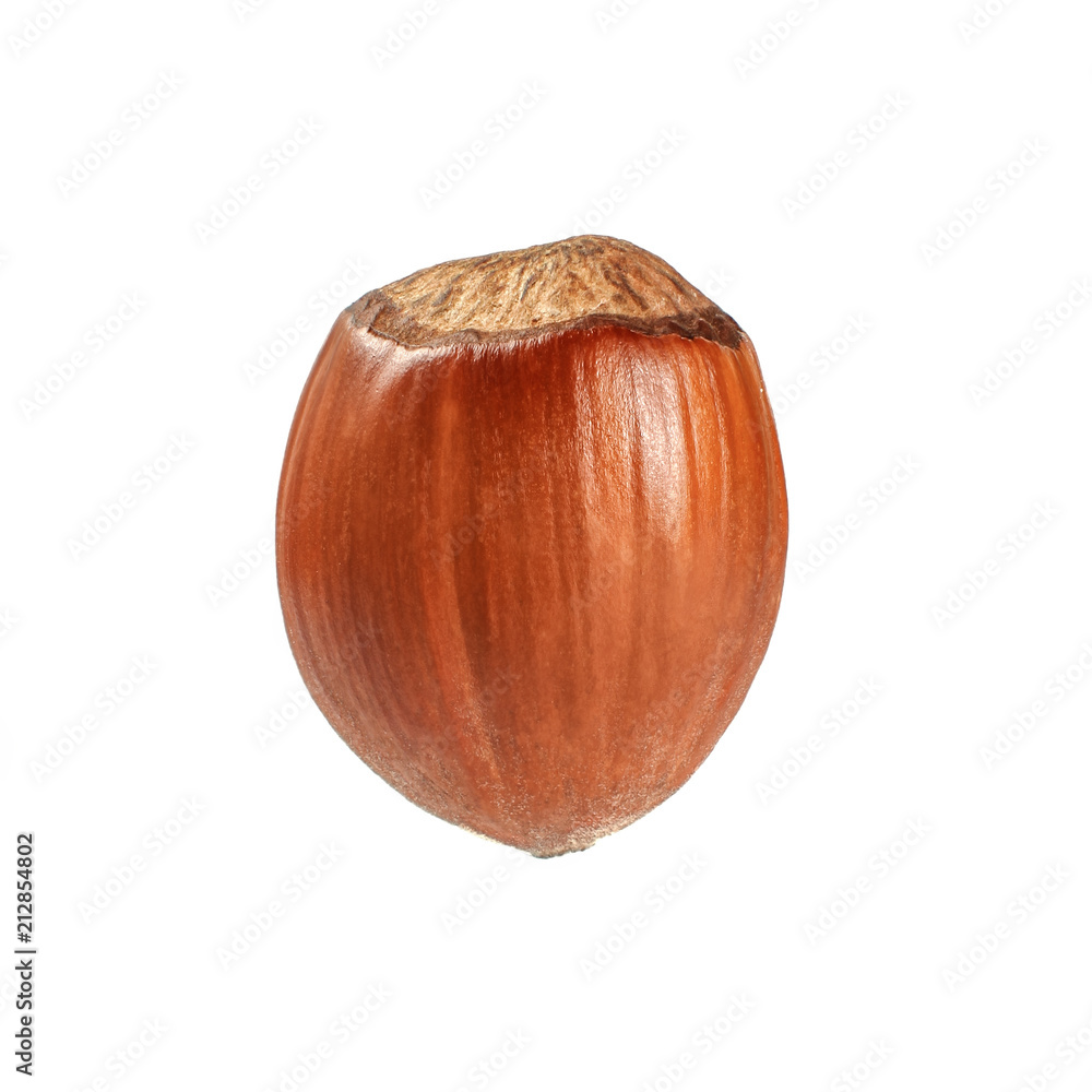 Single whole hazelnut isolated on white background.