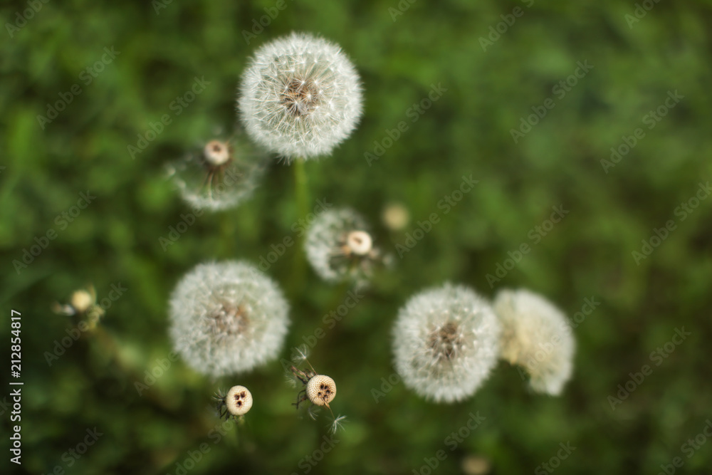 Shallow depth of field (only one flower ball in focus) white fluffy dandelions, with blurred green meadow in back. Abstract spring / early summer background. Shallow depth of field (only one flower ball in focus) white fluffy dandelions, with blurred green meadow in back. Abstract spring / early summer background.