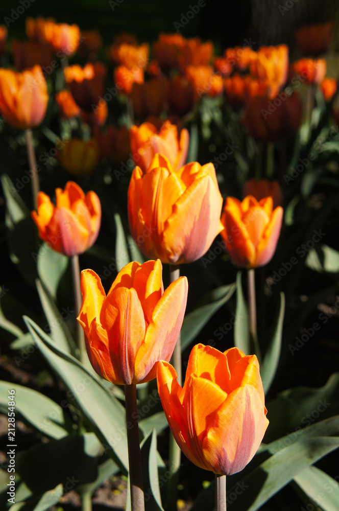 Orange tulip flowers Orange tulip flowers