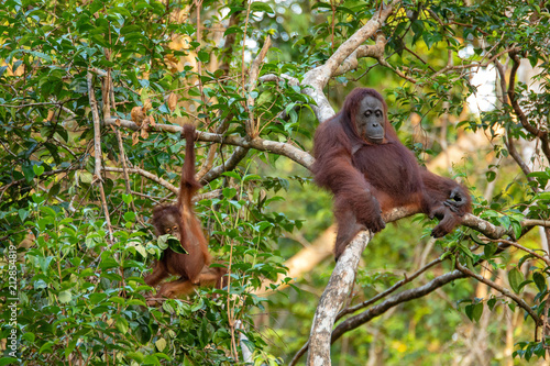 Orangutan (orang-utan) in his natural environment in the rainforest on Borneo (Kalimantan) island with trees and palms behind.