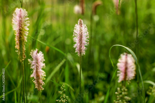 Shallow depth of field (only pink flower in focus) of Ribwort / hoary plantain (Plantago lanceolata). Abstract spring background.
