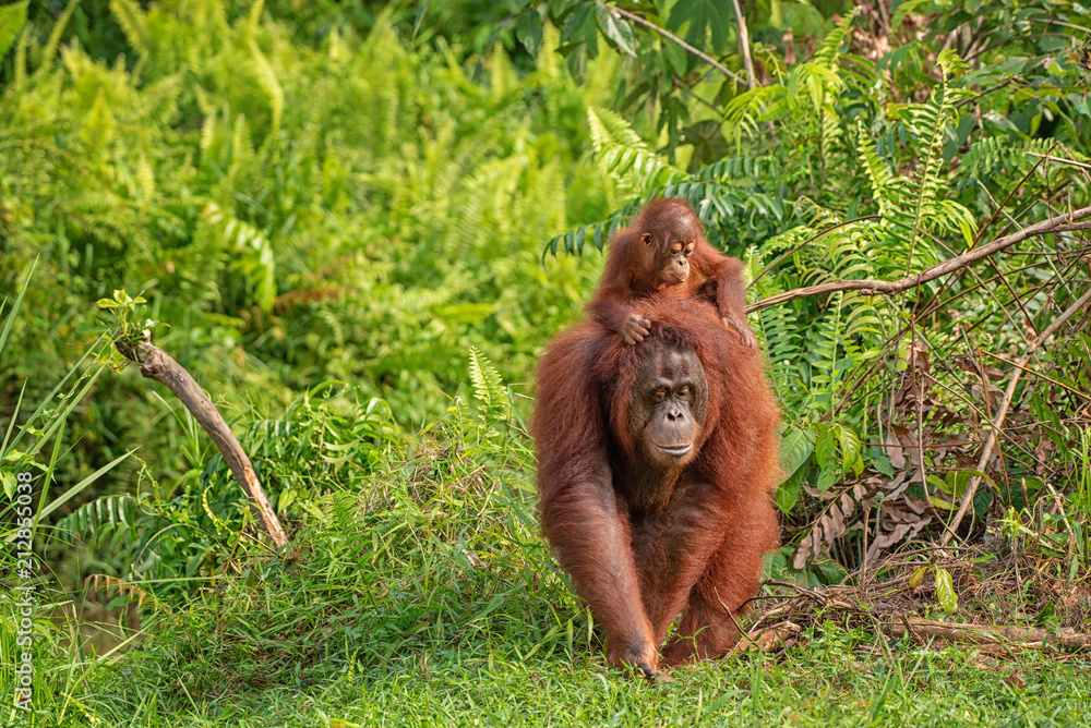 Poster Orangutan orang utan In His Natural Environment In The 