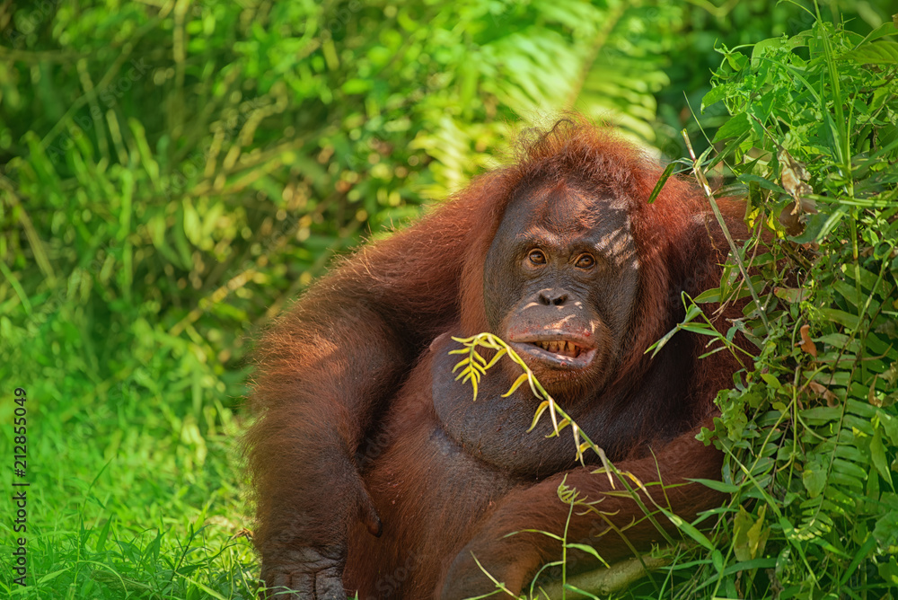 Orangutan (orang-utan) in his natural environment in the rainforest on Borneo (Kalimantan) island with trees and palms behind. Orangutan (orang-utan) in his natural environment in the rainforest on Borneo (Kalimantan) island with trees and palms behind.