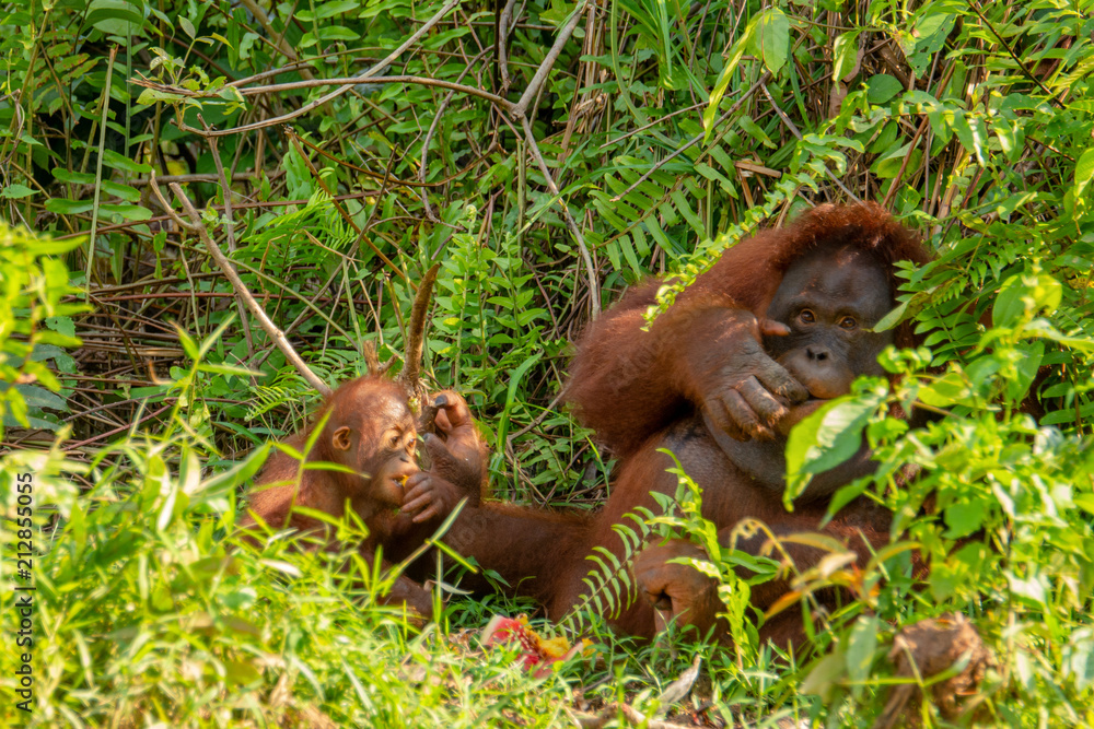 Orangutan (orang-utan) in his natural environment in the rainforest on Borneo (Kalimantan) island with trees and palms behind. Orangutan (orang-utan) in his natural environment in the rainforest on Borneo (Kalimantan) island with trees and palms behind.