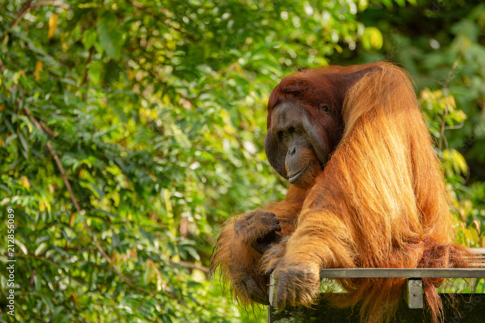 Fototapeta premium Orangutan (orang-utan) in his natural environment in the rainforest on Borneo (Kalimantan) island with trees and palms behind.