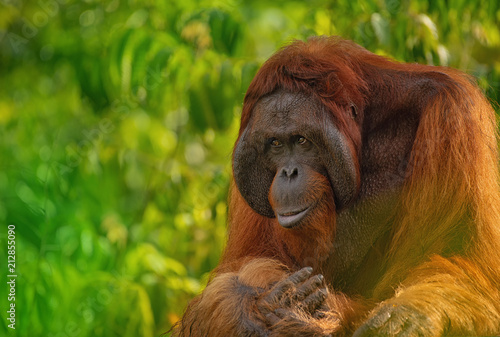 Orangutan (orang-utan) in his natural environment in the rainforest on Borneo (Kalimantan) island with trees and palms behind.